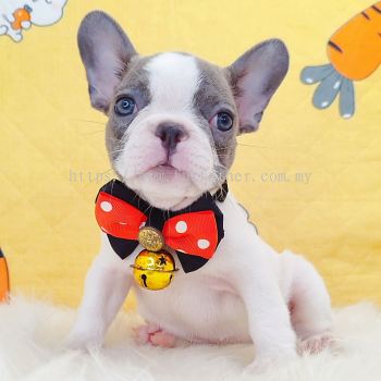 French Bulldog ����