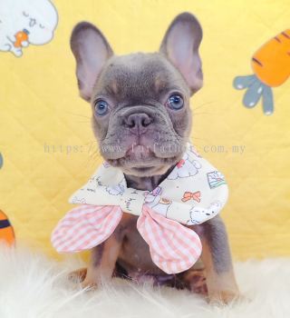 French Bulldog ����