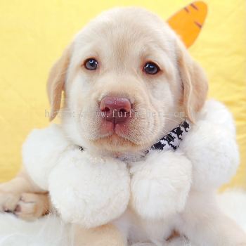 Labrador Retriever ��������