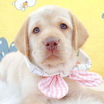 Labrador Retriever ��������
