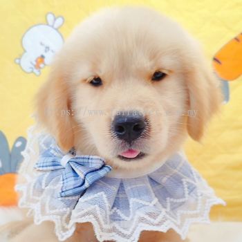 Golden Retriever �ƽ���Ȯ