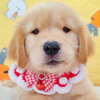 Golden Retriever �ƽ���Ȯ