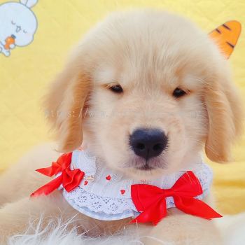 Golden Retriever �ƽ���Ȯ