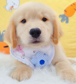 Golden Retriever �ƽ���Ȯ