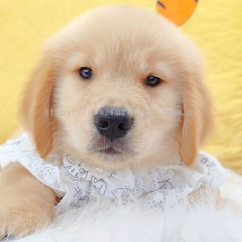 Golden Retriever �ƽ���Ȯ