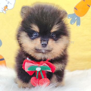 Pomeranian ����