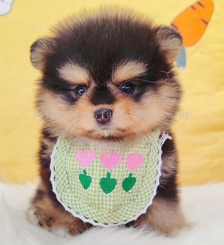 Pomeranian ����