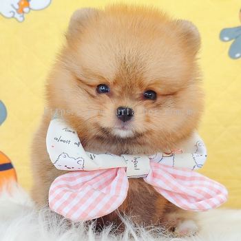 Pomeranian ����