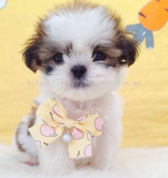 Shih Tzu ��ʩ