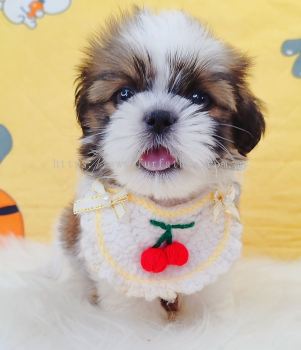 Shih Tzu ��ʩ