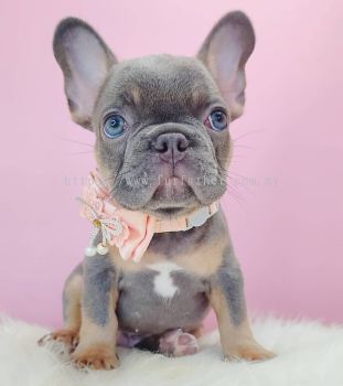 French Bulldog ����