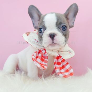 French Bulldog ����