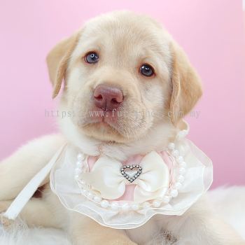 Labrador Retriever ��������