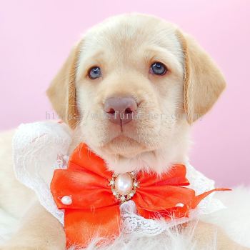 Labrador Retriever ��������