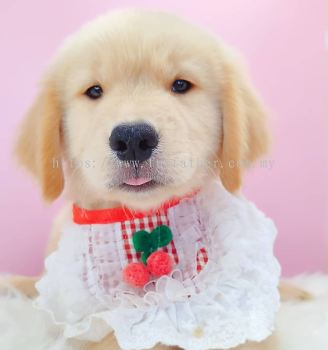 Golden Retriever �ƽ���Ȯ