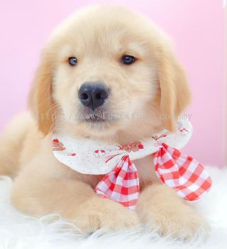 Golden Retriever �ƽ���Ȯ