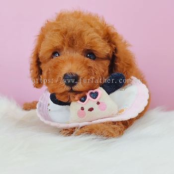 Poodle 泰迪贵宾
