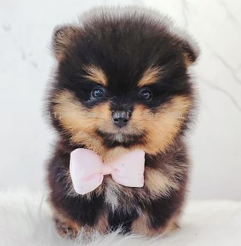 Pomeranian ����