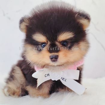 Pomeranian ����