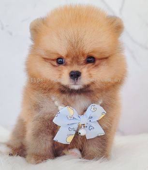 Pomeranian ����
