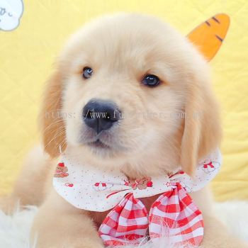Golden Retriever �ƽ���Ȯ