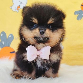 Pomeranian ����
