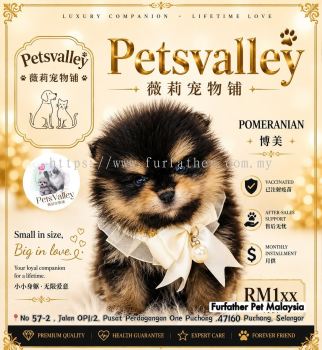 Pomeranian ����