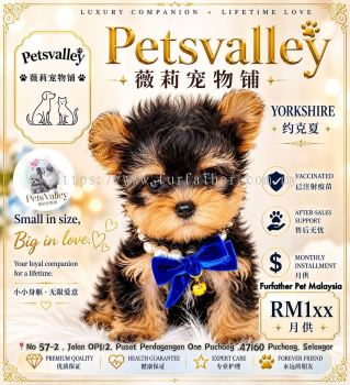 Yorkshire Terrirer Լ����