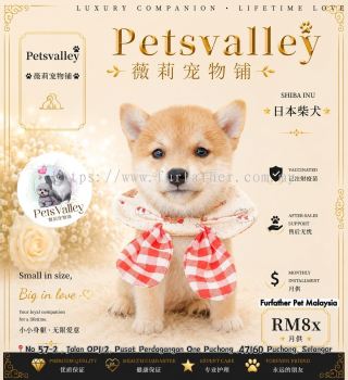 Shiba Inu ��Ȯ