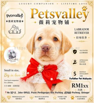 Labrador Retriever ��������