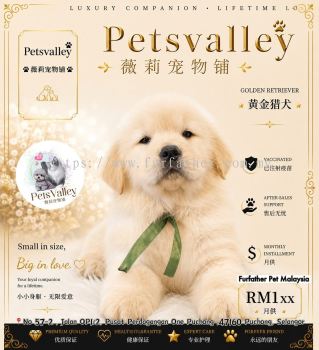 Golden Retriever �ƽ���Ȯ