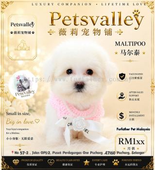 Maltipoo ����̩��