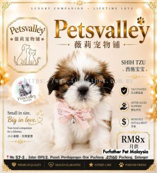 Shih Tzu ��ʩ