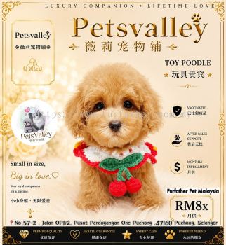Poodle 泰迪贵宾