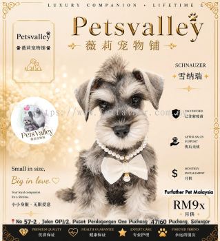 Schnauzer ѩ����