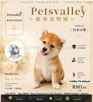 Mame Shiba Inu �����Ȯ
