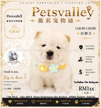 Chow Chow ��ʨȮ
