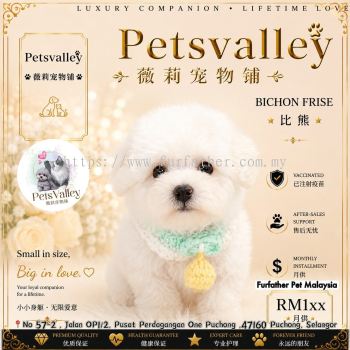 Bichon Frise ����