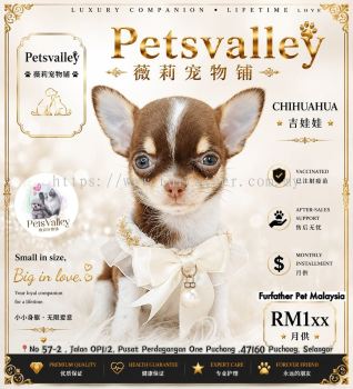 Chihuahua ������