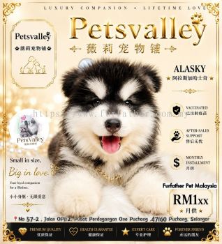 Wooly Alaskan ��ë��ʿ��