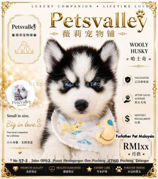 Wooly Husky ��ʿ��