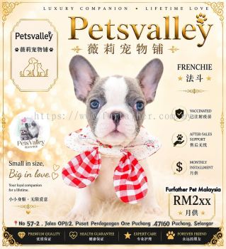 French Bulldog ����