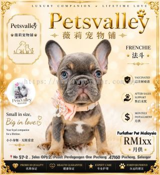 French Bulldog ����