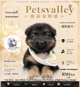 German Shepherd �¹�����Ȯ