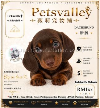 Dachshund ������