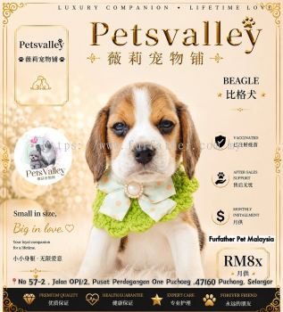 Beagle �׸�³