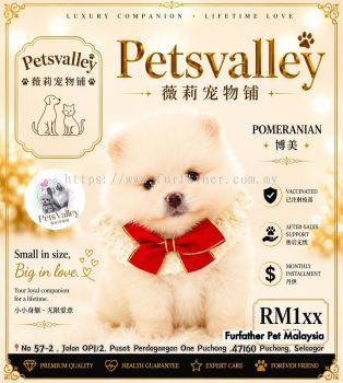 Pomeranian ����