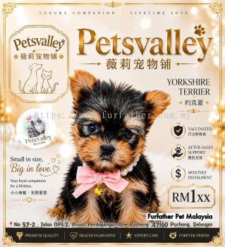 Yorkshire Terrirer Լ����