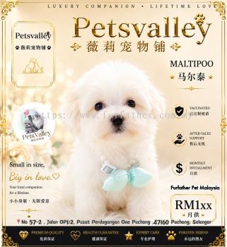 Maltipoo ����̩��