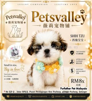 Shih Tzu ��ʩ